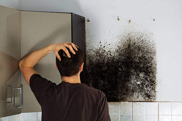 Best Mold Cleaning Services  in USA